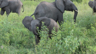 Machaba Botswana Chobe Ngoma Sighting July 2020 Thumbnail Machaba Botswana Chobe Ngoma Sighting July 2020 Thumbnail