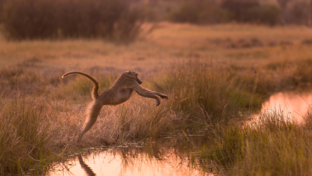 Botswana Machaba Camp Sightings September 2021 Wildlife Botswana Machaba Camp Sightings September 2021 Wildlife