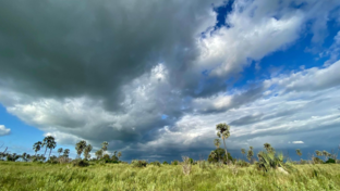 Botswana Gomoti Camp Okavango Delta Palms Botswana Gomoti Camp Okavango Delta Palms