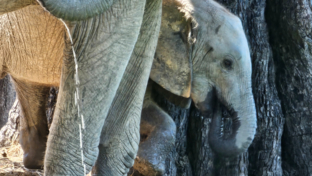 Ingwe Pan April Stories Baby Elephant