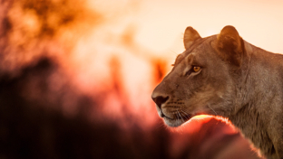 Lionesses starting her evening hunt Lionesses starting her evening hunt