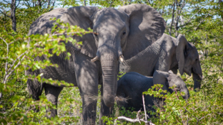 Botswana Okavango Delta Gomoti Plains Camp October Sightings 2020 Elephants