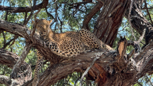 Machaba Safaris   Verneys Camp   Wildlife Sightings   May 2025   Leopard Machaba Safaris   Verneys Camp   Wildlife Sightings   May 2025   Leopard