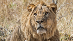 Machaba Verneys Camp Wildlife Sightings August 2026 Lion Lying On The Savannah