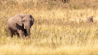 Zimbabwe Deteema Springs Elephant Banner Zimbabwe Deteema Springs Elephant Banner