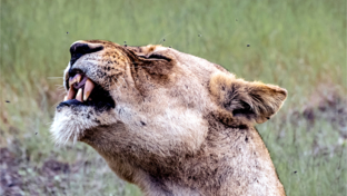 Machaba Safaris Botswana Chobe Ngoma Lioness