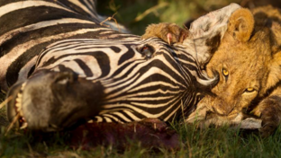 Machaba Camp Wildlife Sightings May 2026 Lion Cub Feeding On A Zebra