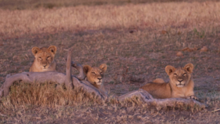 Machaba Safaris   Botswana   Okavango Delta   Gomoti Plains   Lion Cubs Hiding Behind Log Machaba Safaris   Botswana   Okavango Delta   Gomoti Plains   Lion Cubs Hiding Behind Log