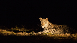 Machaba Verneys Camp Wildlife Sightings April 2025 Night Time Leopard Sighting Machaba Verneys Camp Wildlife Sightings April 2025 Night Time Leopard Sighting