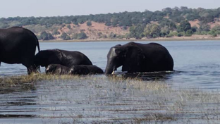 Machaba Ngoma Safari Lodge Wildlife Sightings July 2026 Elephant Herd Crossing Islands
