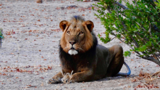 Zimbabwe Mana Pools Ingwe Pan August 2020 Lion Thumbnail