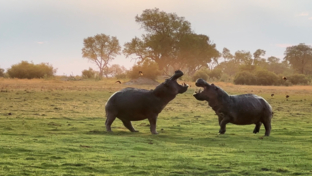 Machaba Safaris Kiri Camp Wildlife Sightings Hippos Machaba Safaris Kiri Camp Wildlife Sightings Hippos