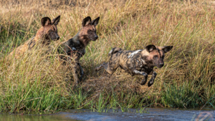 Mike Myers Machaba Wild Dogs