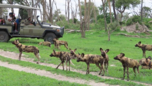 Machaba Safaris Gomoti Plains Dec Sightings Banner 2024 Machaba Safaris Gomoti Plains Dec Sightings Banner 2024