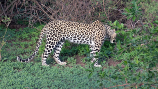 Machaba Ngoma Wildlife Sightings December 2024 Manyando