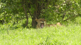 machaba-zimbabwe-deteema-springs-sighting-february-2020-landing-lion.jpg