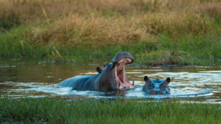 On Safari Nala Episode 14 Thumbnail Hippo On Safari Nala Episode 14 Thumbnail Hippo