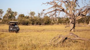 Botswana Gomoti Camp Game Drive Botswana Gomoti Camp Game Drive