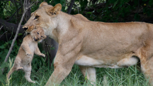 Machaba Kiri Camp Lioness