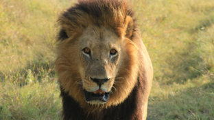 Machaba Monachira Camp Wildlife Sightings May 2026 Massive Lion