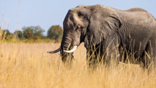 Machaba Monachira Camp Wildlife Sightings July 2026 Elephant In Tall Grass