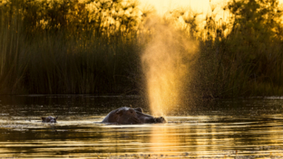 Machaba Monachira Camp Wildlife Sightings May 2025 Hippo Surfacing Machaba Monachira Camp Wildlife Sightings May 2025 Hippo Surfacing