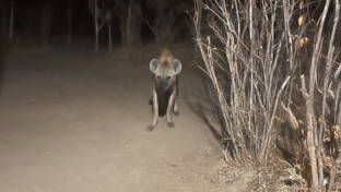 Machaba Ingwe Pan Camp Wildlife Sightings August 2025 Hyena Near Camp Machaba Ingwe Pan Camp Wildlife Sightings August 2025 Hyena Near Camp