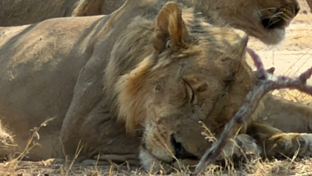 Machaba Mana River Camp Wildlife Sightings August 2026 Lions Sleeping