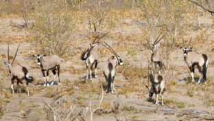 Verneys Sightings September 2024 Gemsbok Verneys Sightings September 2024 Gemsbok