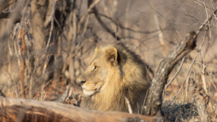 Zimbabwe Hwange Deteema Sightings September 2024 Lion Zimbabwe Hwange Deteema Sightings September 2024 Lion