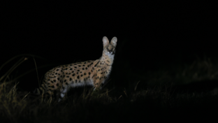 Machaba Camp Wildlife Sightings March 2026 Serval At Night