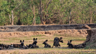 Machaba Safaris Mana River Wildlife Stories Wild Dogs Machaba Safaris Mana River Wildlife Stories Wild Dogs