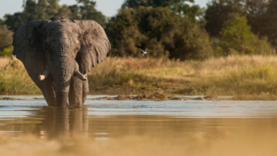 Machaba Camp Botswana Okavango Elephant In Delta