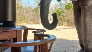 Elephant Ingwe Pan.jpg Elephant Ingwe Pan.jpg