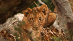 Machaba Safaris Kiri Camp Lion Cub Machaba Safaris Kiri Camp Lion Cub