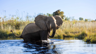 Machaba Monichira Camp Okavango Elephant