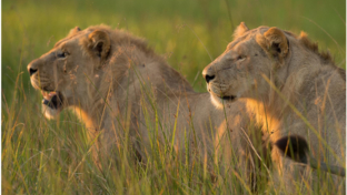 machaba-camp-botswana-okavango-delta-little-machaba-camp-lions-sightings-february-2019 (2).jpg