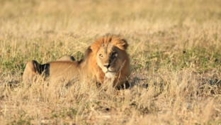 verneys-zimbabwe-may-wildlife-sighting-report-lion.JPG