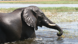 Machaba Ngoma Safari Lodge October Sightings Elephant Swimming In A River