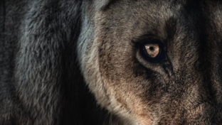 Machaba Camp Wildlife Sightings January 2025 Lion Eye Machaba Camp Wildlife Sightings January 2025 Lion Eye