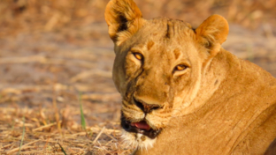 Machaba Kiri Camp Wildlife Sightings August 2025 Lioness In The Savannah Machaba Kiri Camp Wildlife Sightings August 2025 Lioness In The Savannah