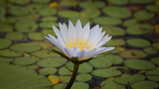 Botswana Monachira The Beauty Of Nature Waterlily