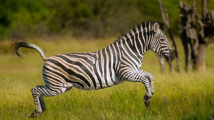 machaba-camp-botswana-okavango-delta-little-machaba-camp-zebra-sightings-march-2019.jpg