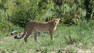 A cheetah seen near Verney's Camp after a hunt.  A cheetah seen near Verney's Camp after a hunt.