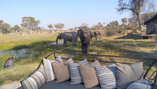 Botswana   Okavango Delta   Gomoti Plains   August Sightings 2021   Elephants Close To Camp Botswana   Okavango Delta   Gomoti Plains   August Sightings 2021   Elephants Close To Camp