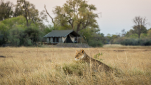 Machaba Safaris International Travel Award Nomination Safari Experience Mokoro Banner