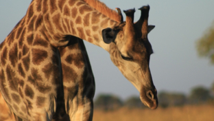 Machaba Monachira Camp Wildlife Sightings July 2025 Giraffe In The Okavango