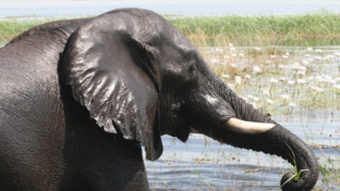 Machaba Ngoma Safari Lodge Wildlife Sightings May 2026 Elephant Swimming