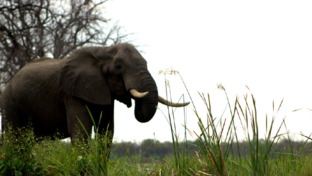 machaba-camp-botswana-okavango-delta-little-machaba-camp-elephant-sightings-february-2018 (7).jpg