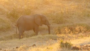 Machaba Zimbabwe Hwange Deteema June Sightings 2020 Elephant Thumbnail
